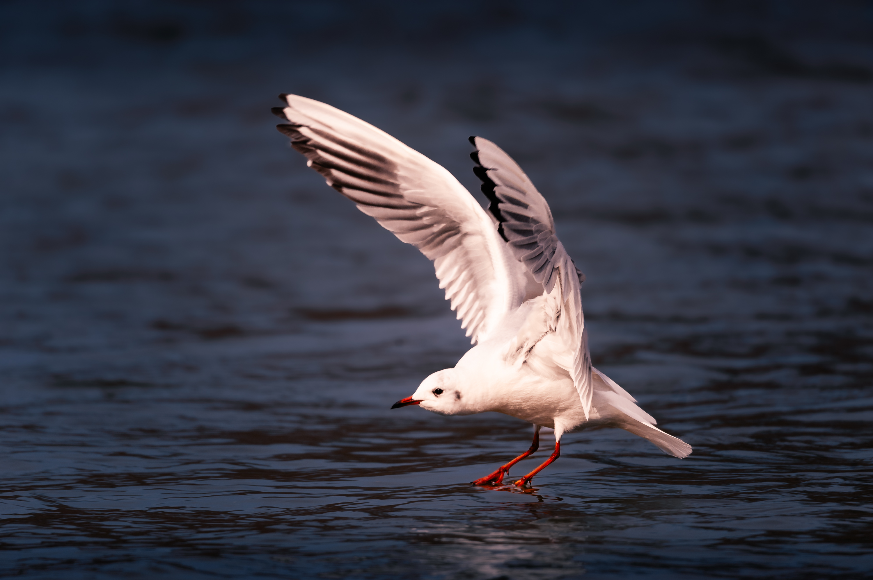 Thalkirchen Wasservoegel 2743